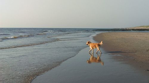 Dog standing on beach