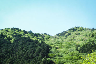 Scenic view of forest against clear sky