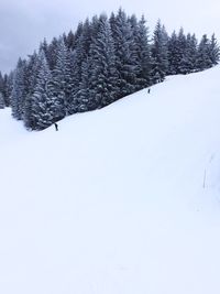 Low angle view of trees