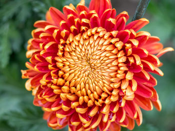 Close-up of flower blooming outdoors