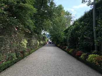 Footpath amidst plants and trees at park