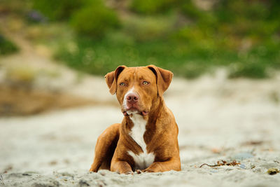 Close-up of brown dog sitting on beach