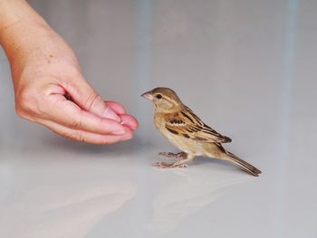 Close-up of bird perching on hand