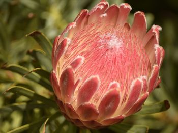 Close-up of pink flower