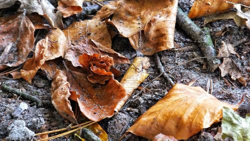 Close-up of leaves