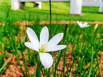 Close-up of white crocus flower on field