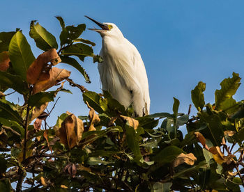 Low angle view of bird perching on branch against sky