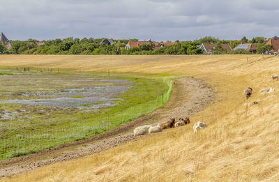 View of sheep on landscape