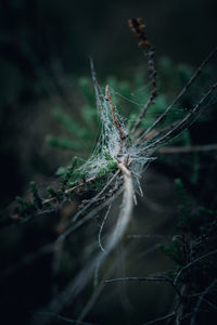 Close-up of spider web on plant