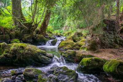 Scenic view of waterfall in forest