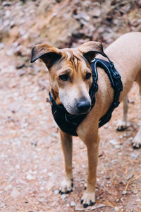 Portrait of dog standing on land