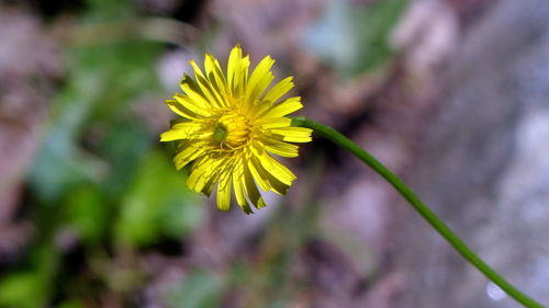 Close-up of yellow flower blooming outdoors