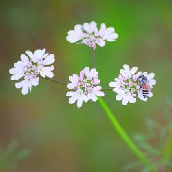 Close-up of flowers blooming outdoors