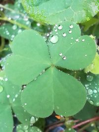 Close-up of water drops on plant