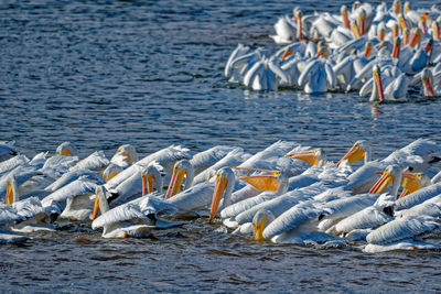 Birds in lake