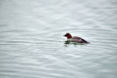 Duck swimming in a lake