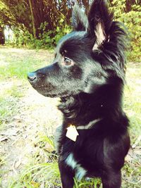 Close-up of dog sitting outdoors