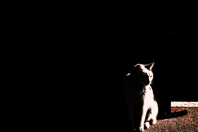 View of a cat over black background