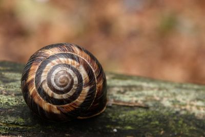 Close-up of snail