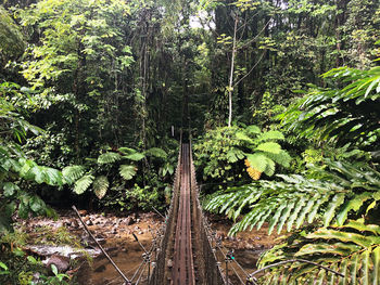 View of trees in forest