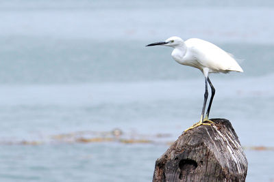 Close-up of gray heron perching on shore against sea