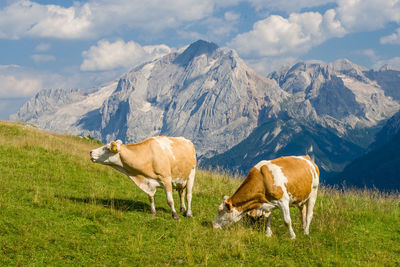 View of animals on field against mountain range