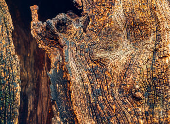 Close-up of tree trunk