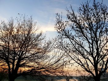 Low angle view of silhouette bare trees against sky during sunset