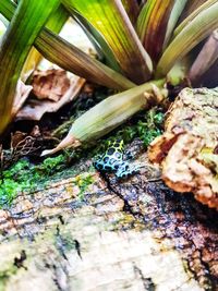 Close-up of mushrooms growing on tree