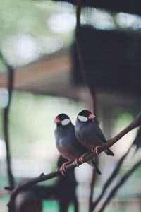 Close-up of bird perching on wall