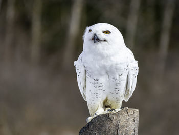 A snowy owl sitting on a post, blurry background