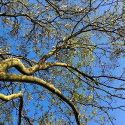 Low angle view of trees against blue sky