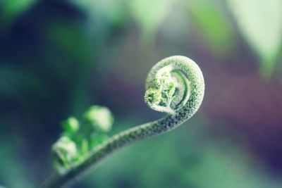 Close-up of fern