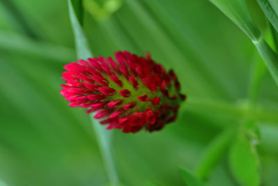 Close-up of pink flower