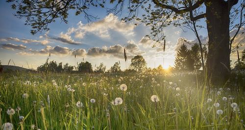 Silhouette of dandelion in field