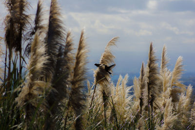 Low angle view of a bird against sky