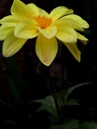 Close-up of yellow flower