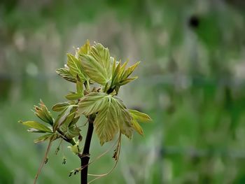 Close-up of plant