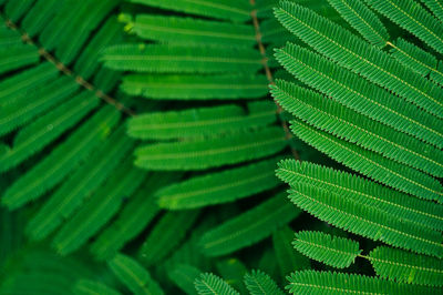 Full frame shot of leaves