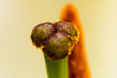 Close-up of flower over white background