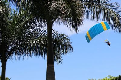 Low angle view of palm tree against blue sky