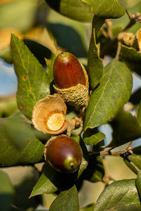 Close-up of fruits on tree