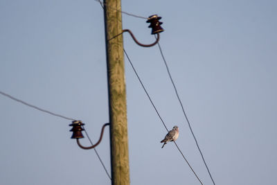 Low angle view of a bird on cable