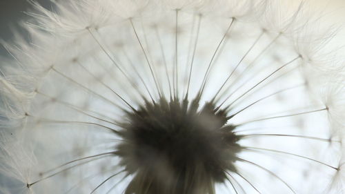 Close-up of dandelion against white background
