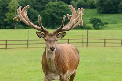 Portrait of deer on field