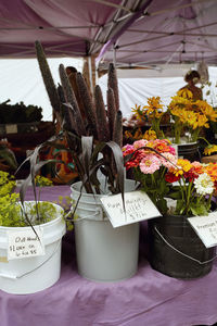 Close-up of potted plants on table