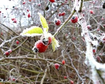 Close-up of frozen berries on tree