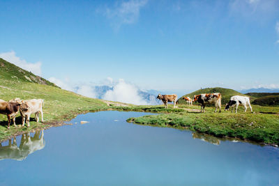 Cows standing by pond on field against sky