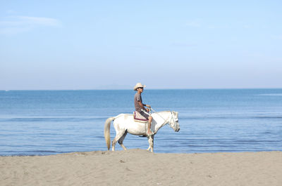 View of a horse on the beach