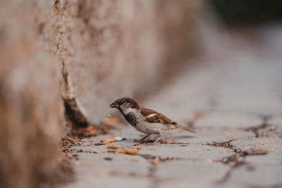 Close-up of bird perching on tree